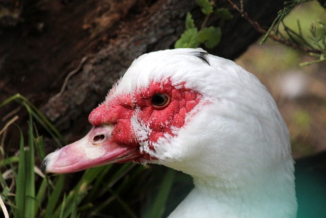 状态不佳！爱德华兹11中3得到15分5失误